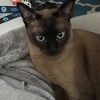 miabuffington
